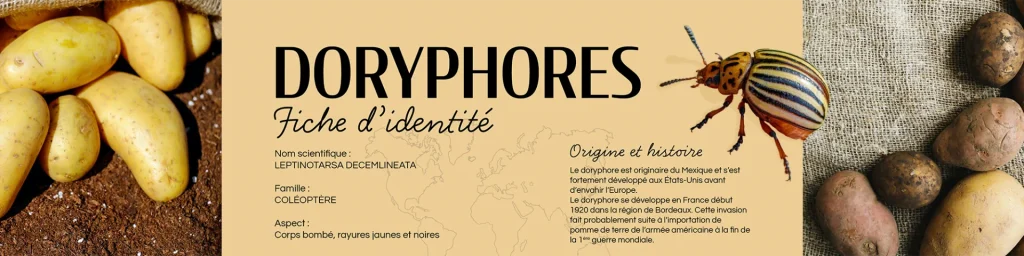 Bannière du projet infographie doryphore pomme de terre fiche identité ravageur potager