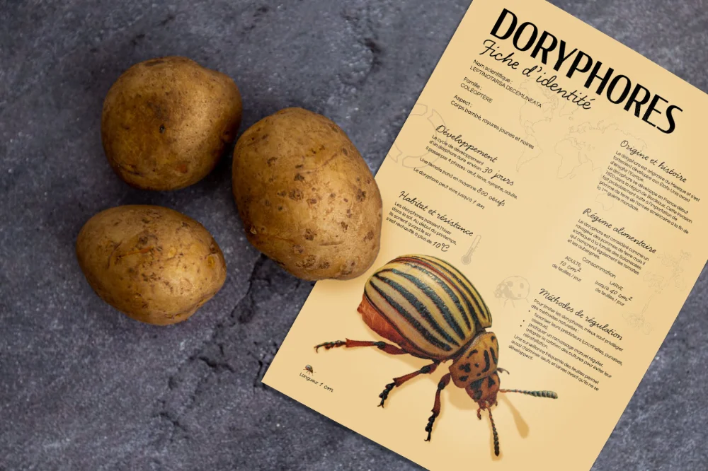 Pommes de terre te infographie sur les doryphores - fiche identité ravageur potager