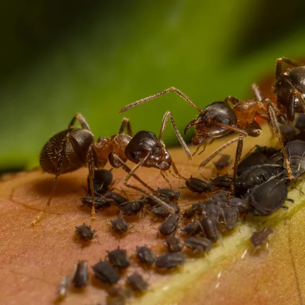 Pucerons élevés par des fourmis