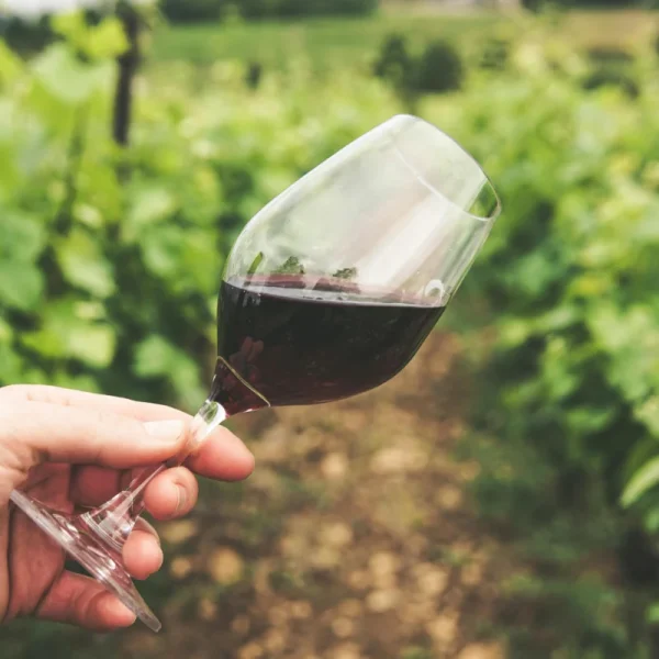 Main tenant un verre de vin rouge devant des vignes - photo pexels-grape-things-2954924